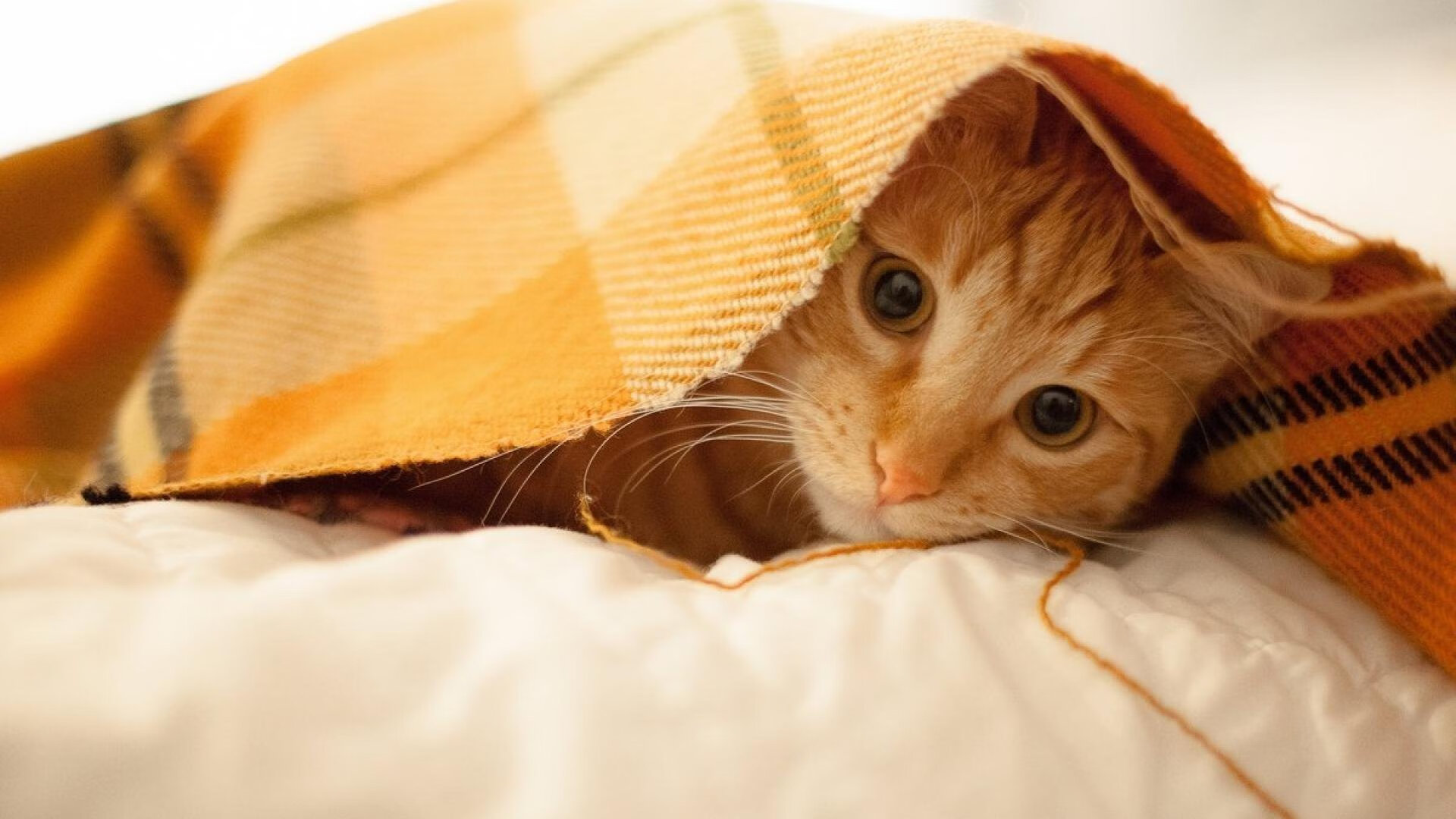 leyu.com-成都马拉松赛破纪录，跑者热情高涨，成都 马拉松 2020