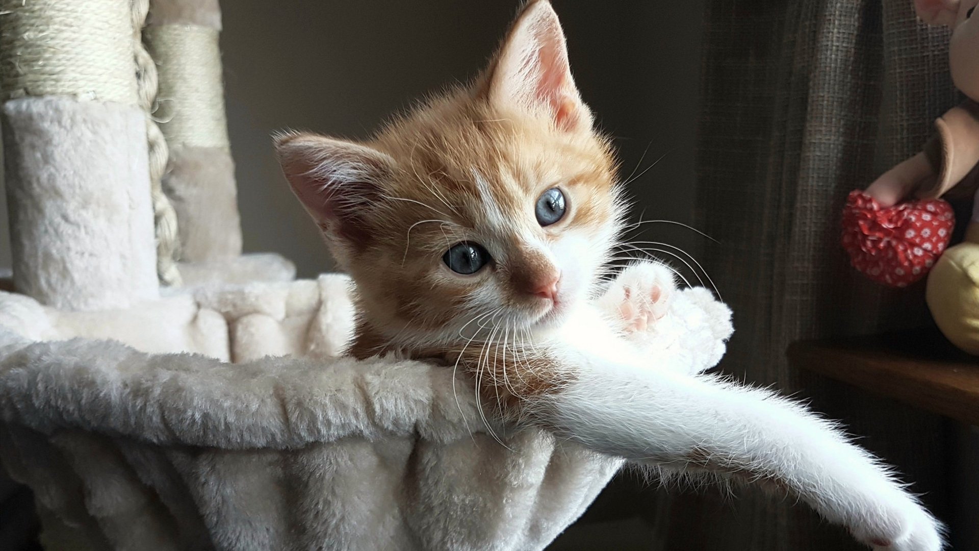 未来发展:F1的商业拓展新方向,f1商业模式