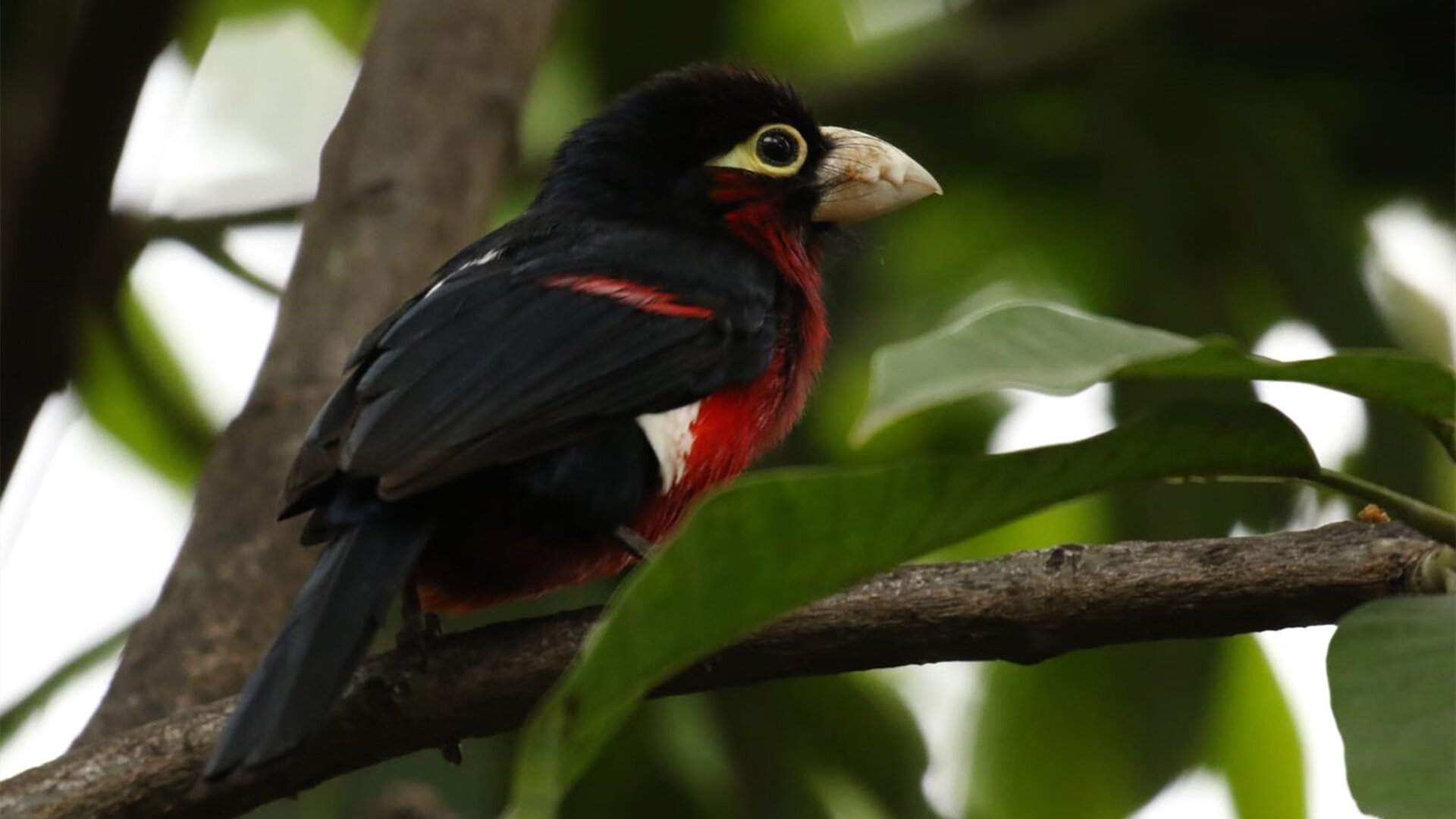 PSG客场挑战拜仁慕尼黑,谁能赢得胜利?,拜仁慕尼黑电竞