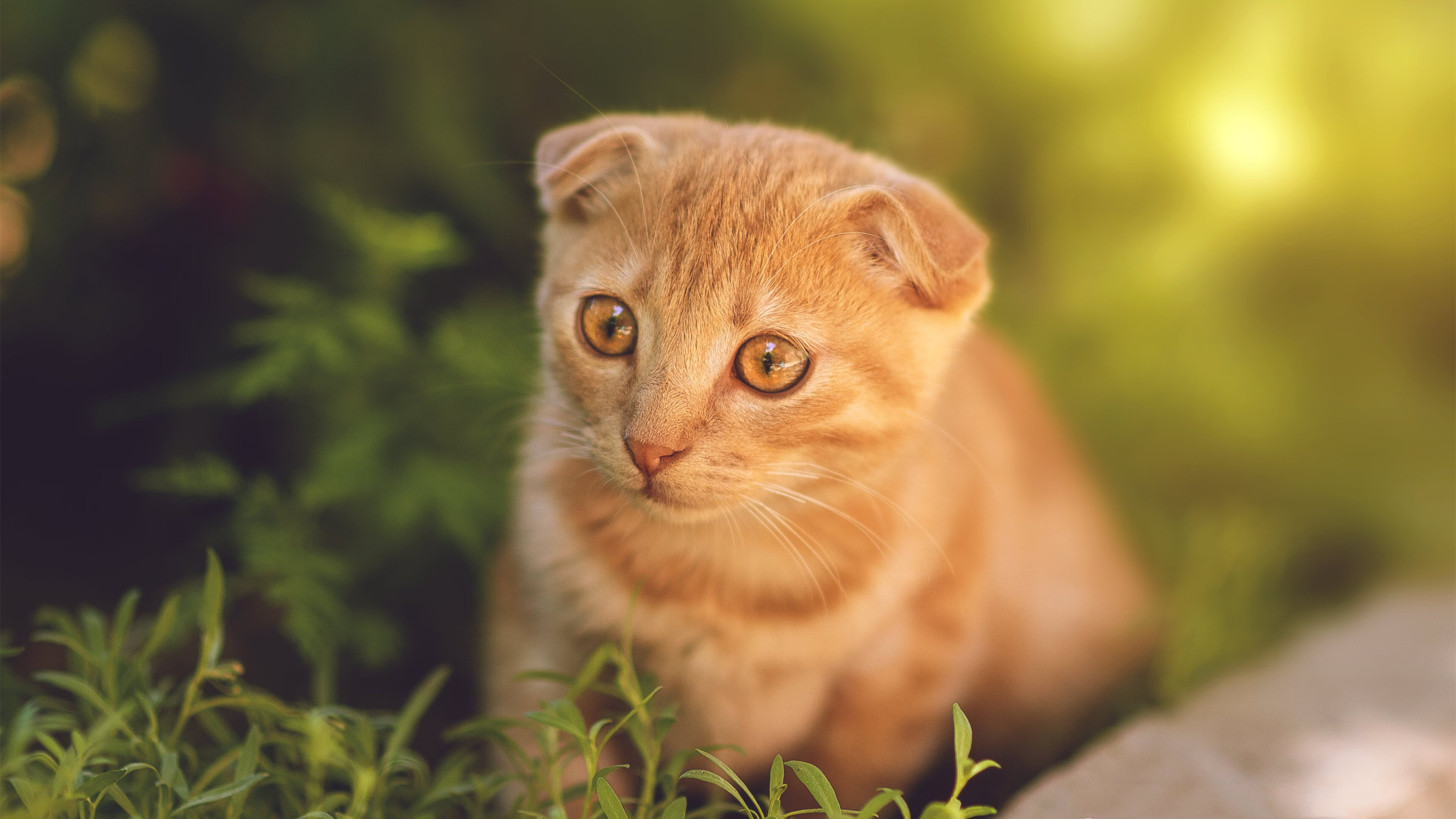 乐鱼电竞在线平台-亚洲球队飒爽登场，以强大实力征服赛场，亚洲区球队