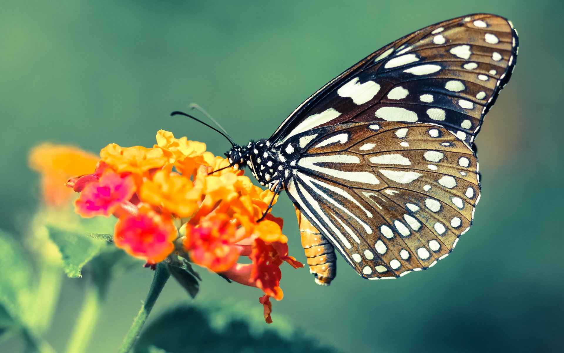 切尔西主帅兰帕德不满裁判判罚，遭遇罚款，兰帕德接任切尔西主教练