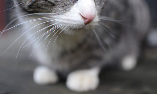 墨西哥男足在巴黎奥运会比赛中以3-0击败几内亚，奥运会男足墨西哥vs巴西