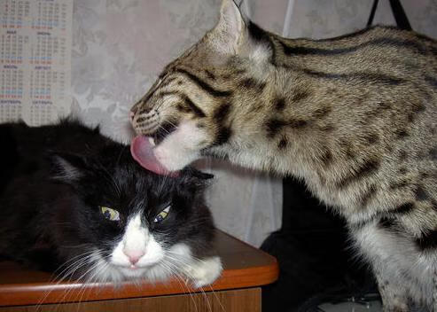 leyu.com-柏林赫塔球队期待未来比赛，追求更好表现，柏林赫塔比赛实况聚胜顽球汇