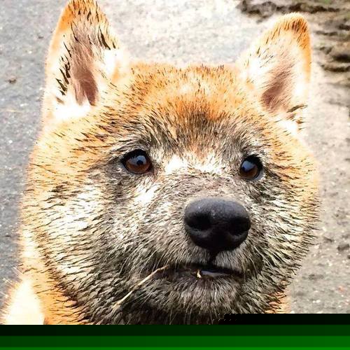 热门足球新闻：女子比赛中的精彩进球！，女子足球比赛视频