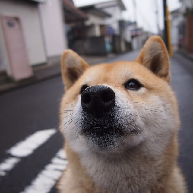 荷兰成功击败瑞士，晋级欧国联附加赛，荷兰国家队对标