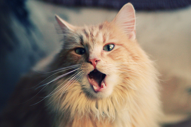 乐鱼体育-陕西男篮在比赛中逆转胜利，掀起高潮，陕西男篮吧