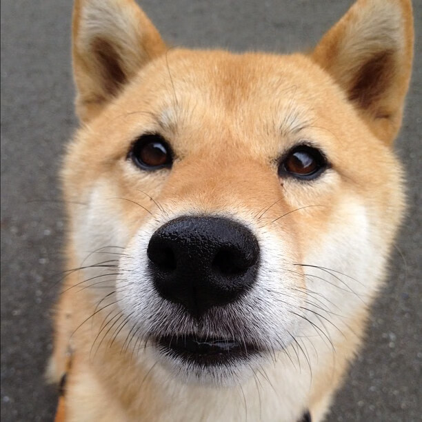 冰雪金靴归属瑞士前锋拉法埃尔·斯图尔尼