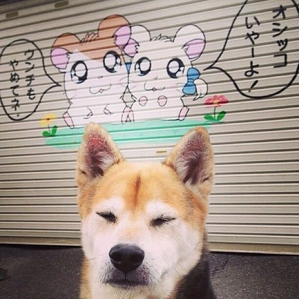 校园体育社团活跃度与管理策略研究，体育社团的运行状况