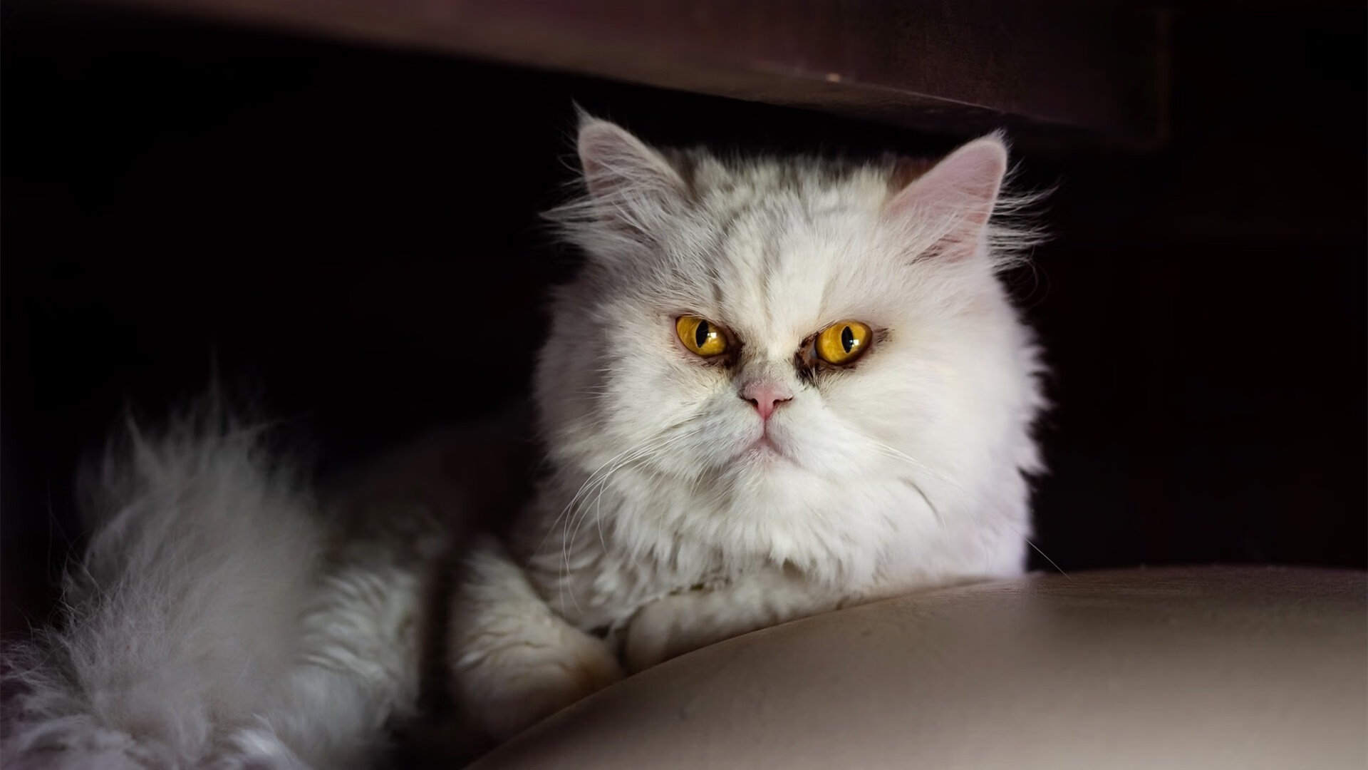 中国击剑队世界锦标赛斩获两金,中国击剑队世界锦标赛斩获两金冠军