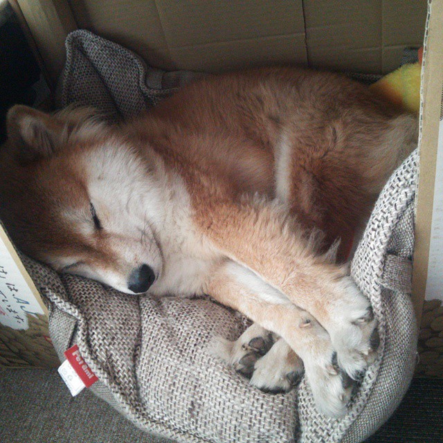 多特蒙德年轻球员持续展现成长潜力，多特蒙德青年队球星