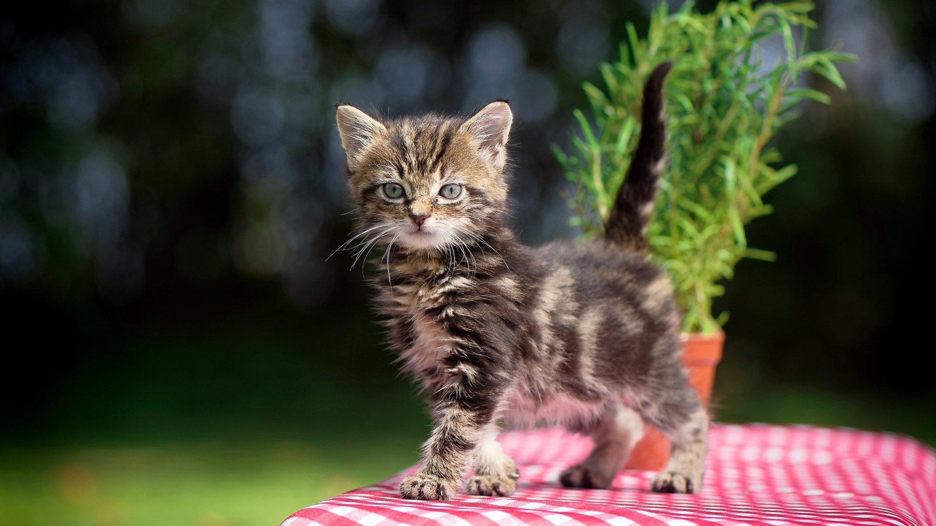 奥卡拉汉女子100米自由泳决赛亮点纷呈,奥运女子100米自由泳决赛