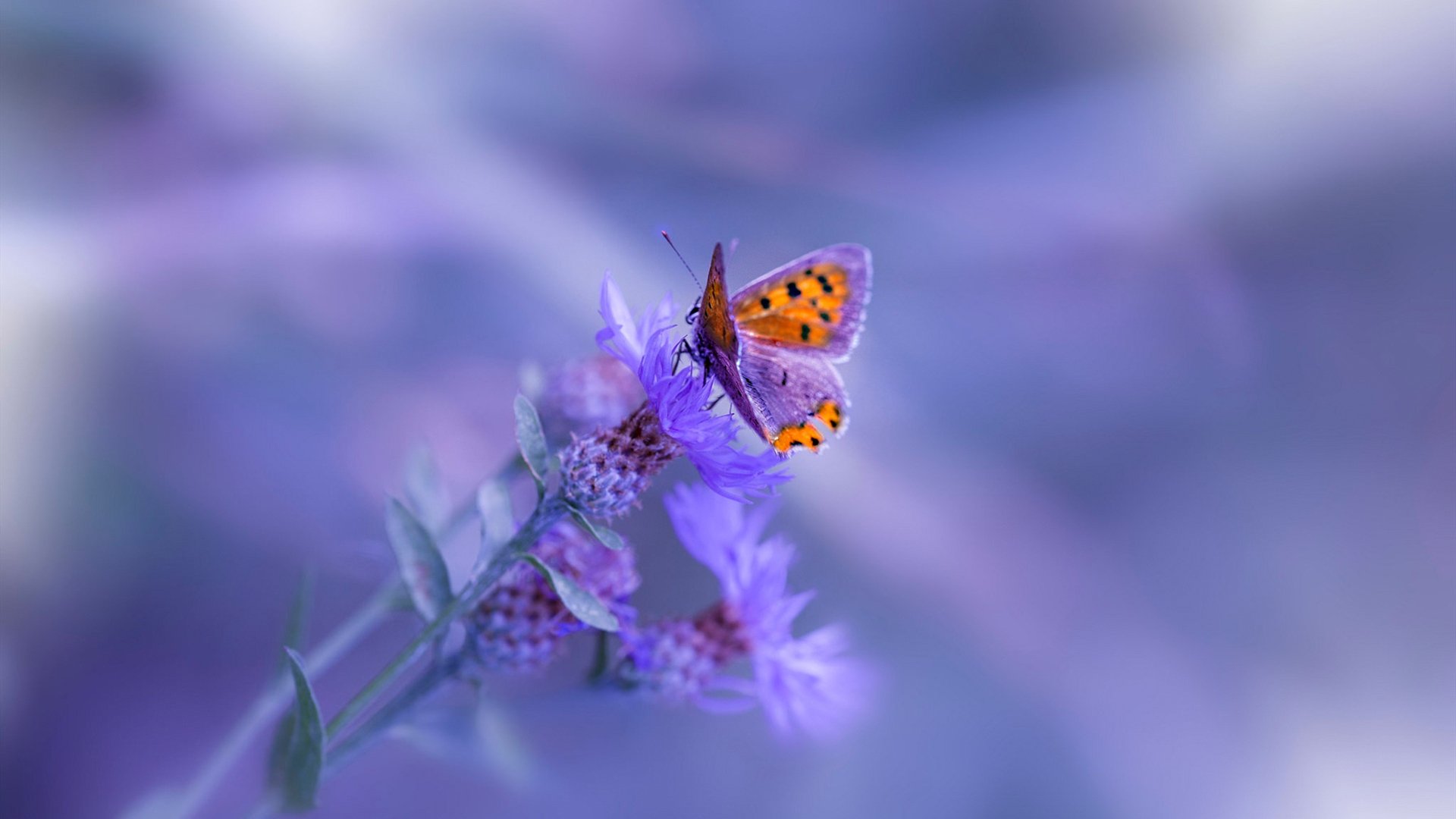 乐鱼（中国）体育官方网站-篮网新赛季目标锁定季后赛稳定席位，篮网新赛季大名单