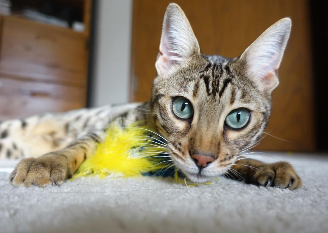 职业联赛积极开展社会公益活动提升联赛形象，公益比赛项目